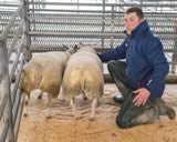 Champion Lambs and First Prize Beltex-4
